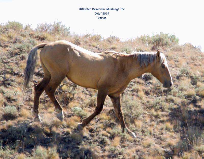 Wild horse アシンメトリーカーデ Carter Reservoir Wild Horse Herd | Sierra Nevada Geotourism