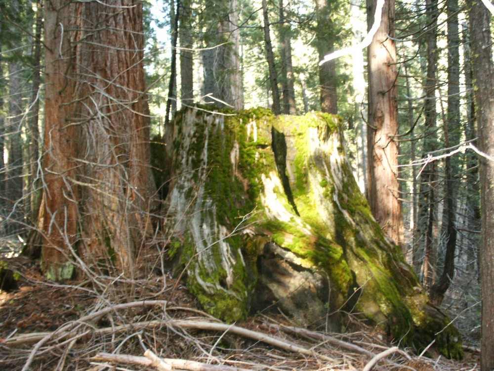 Nelder Grove Campground | Sierra Nevada Geotourism