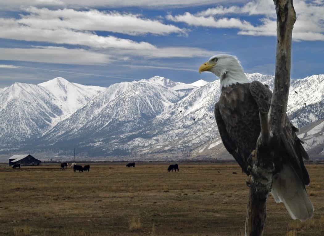 Eagles and Agriculture Sierra Nevada Geotourism