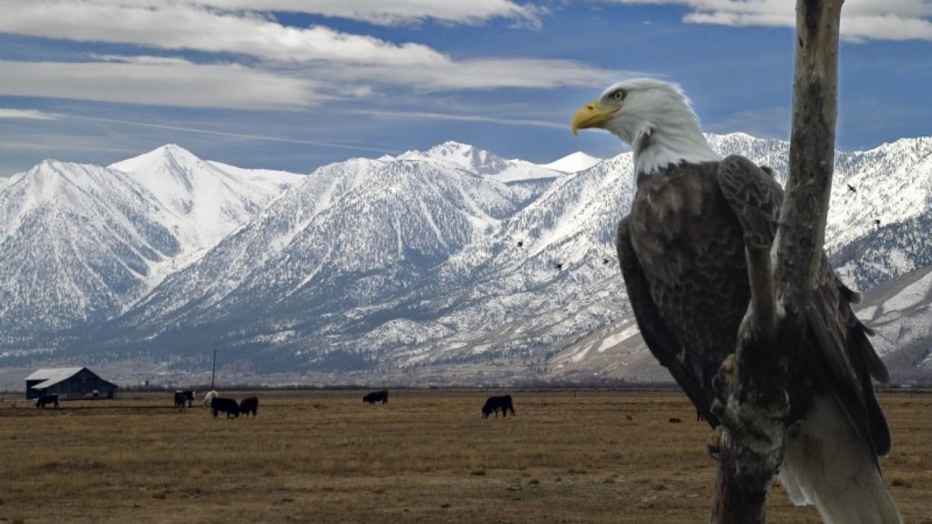 Eagles And Agriculture Sierra Nevada Geotourism