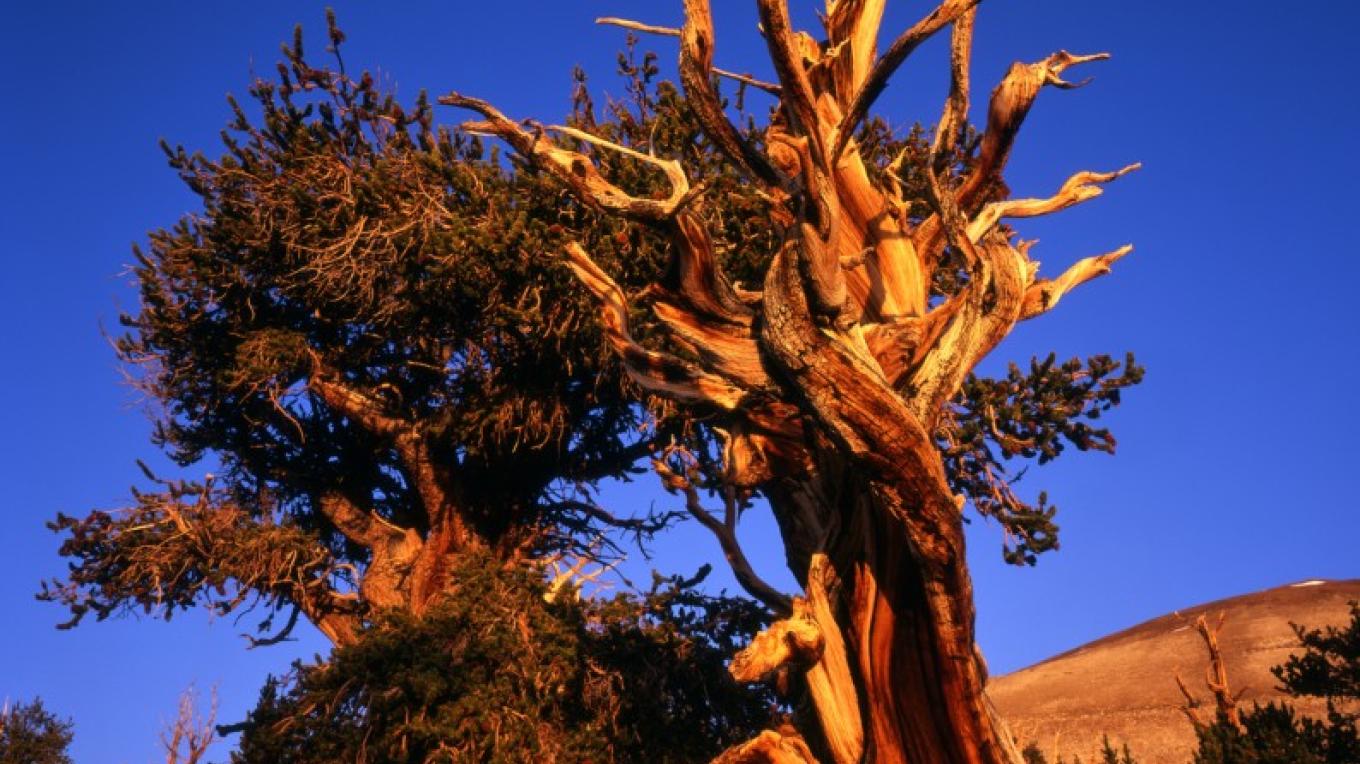 Ancient Bristlecone Pine Forest Sierra Nevada Geotourism Ancient Bristlecone Pine Forest Sierra Nevada Geotourism