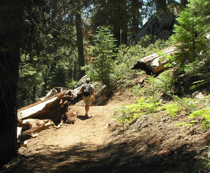 Freeman Creek Grove and the George Bush Tree | Sierra Nevada