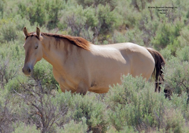 Wild horse アシンメトリーカーデ Wild Horse Islands Autumn 2023 Limited Pumpkin Spice Latte Fjord