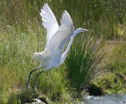 The Best North American Destinations for a Bird-watching Trip