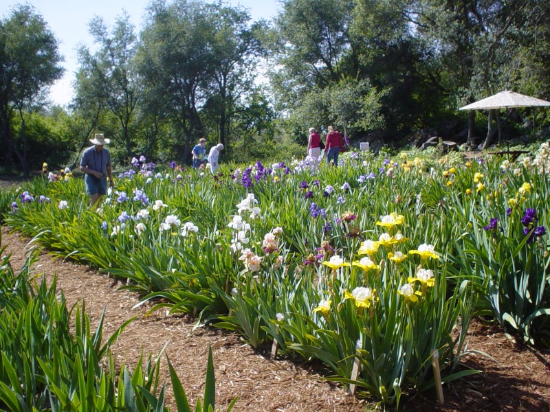 Horton Iris Garden Sierra Nevada Geotourism