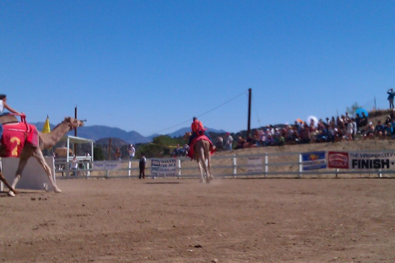Virginia City International Camel Races Sierra Nevada Geotourism