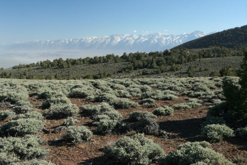 Table Mountain Herb Walk Edible & Medicinal Plants of the Sierra