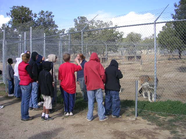 Wild Spirit Wolf Sanctuary Four Corners Region