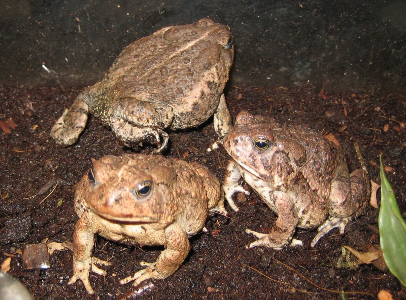 Pajarito Environmental Education Center Four Corners Region