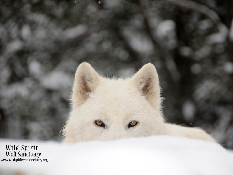 Wild Spirit Wolf Sanctuary Four Corners Region