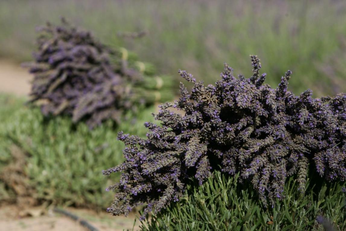 Dried Lavender Bundle - Purple Adobe Lavender Farm