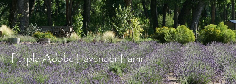 Purple Adobe Lavender Farm Four Corners Region