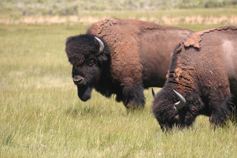 Zapata Ranch | Four Corners Region