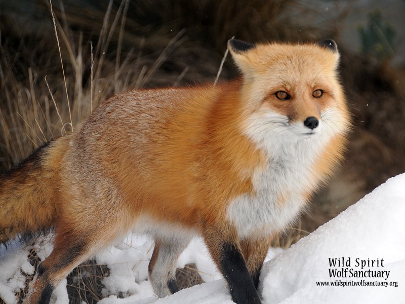 Wild Spirit Wolf Sanctuary Four Corners Region