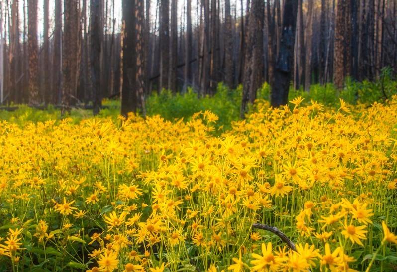 Wildflower Experiences | Waterton