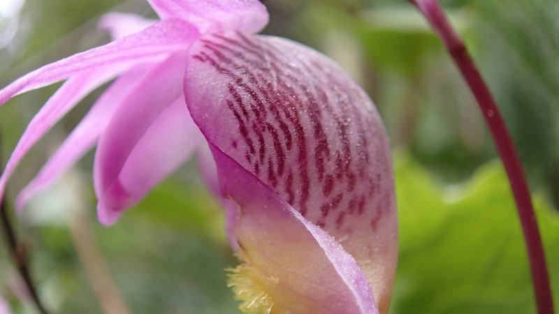 16th Waterton Wildflower Festival Waterton, Alberta Official Travel