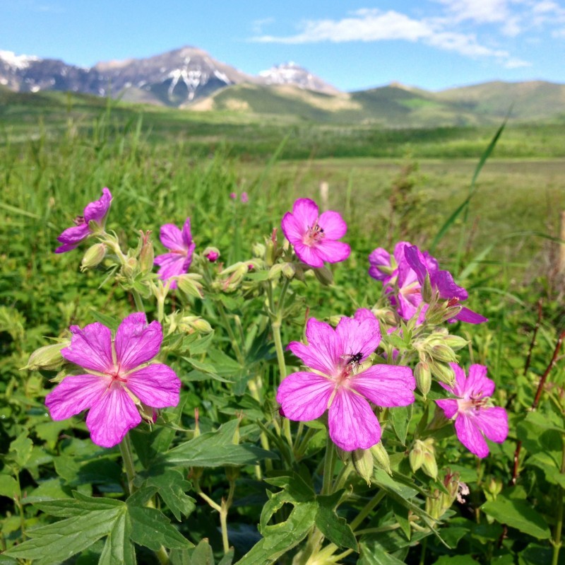 16th Waterton Wildflower Festival Waterton, Alberta Official Travel