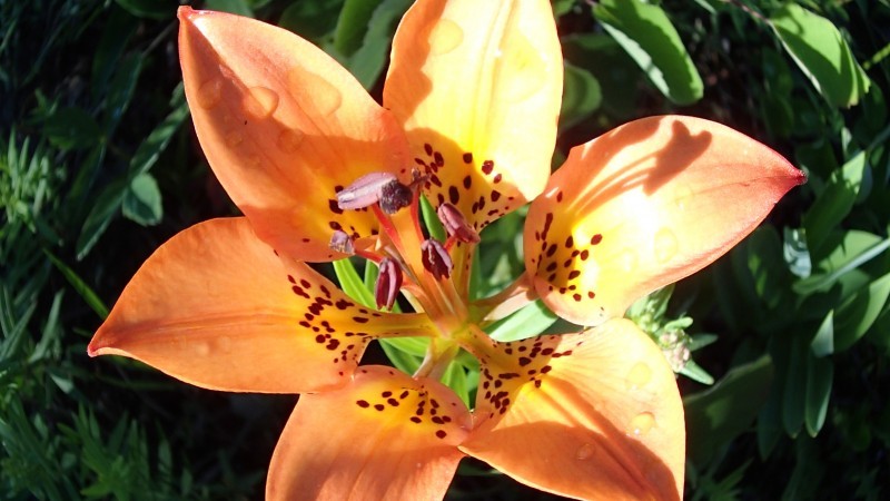 16th Waterton Wildflower Festival Waterton, Alberta Official Travel