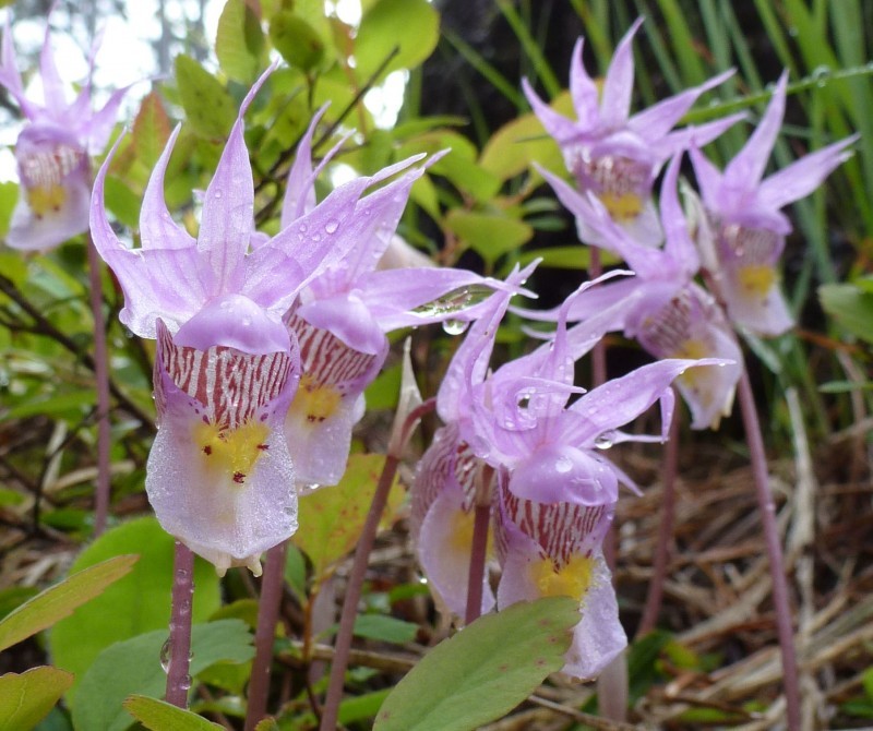 16th Waterton Wildflower Festival Waterton, Alberta Official Travel