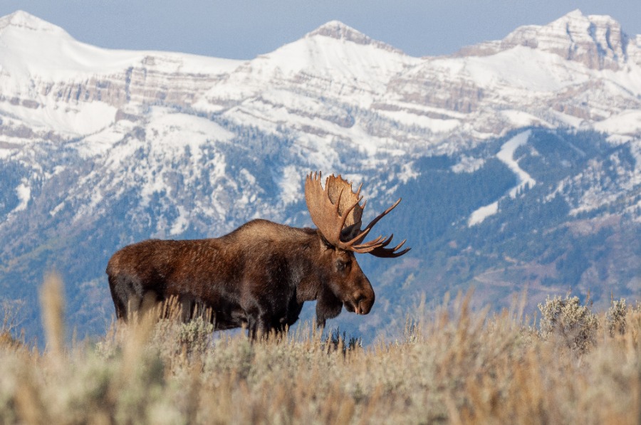 Where To See Wildlife In Yellowstone image