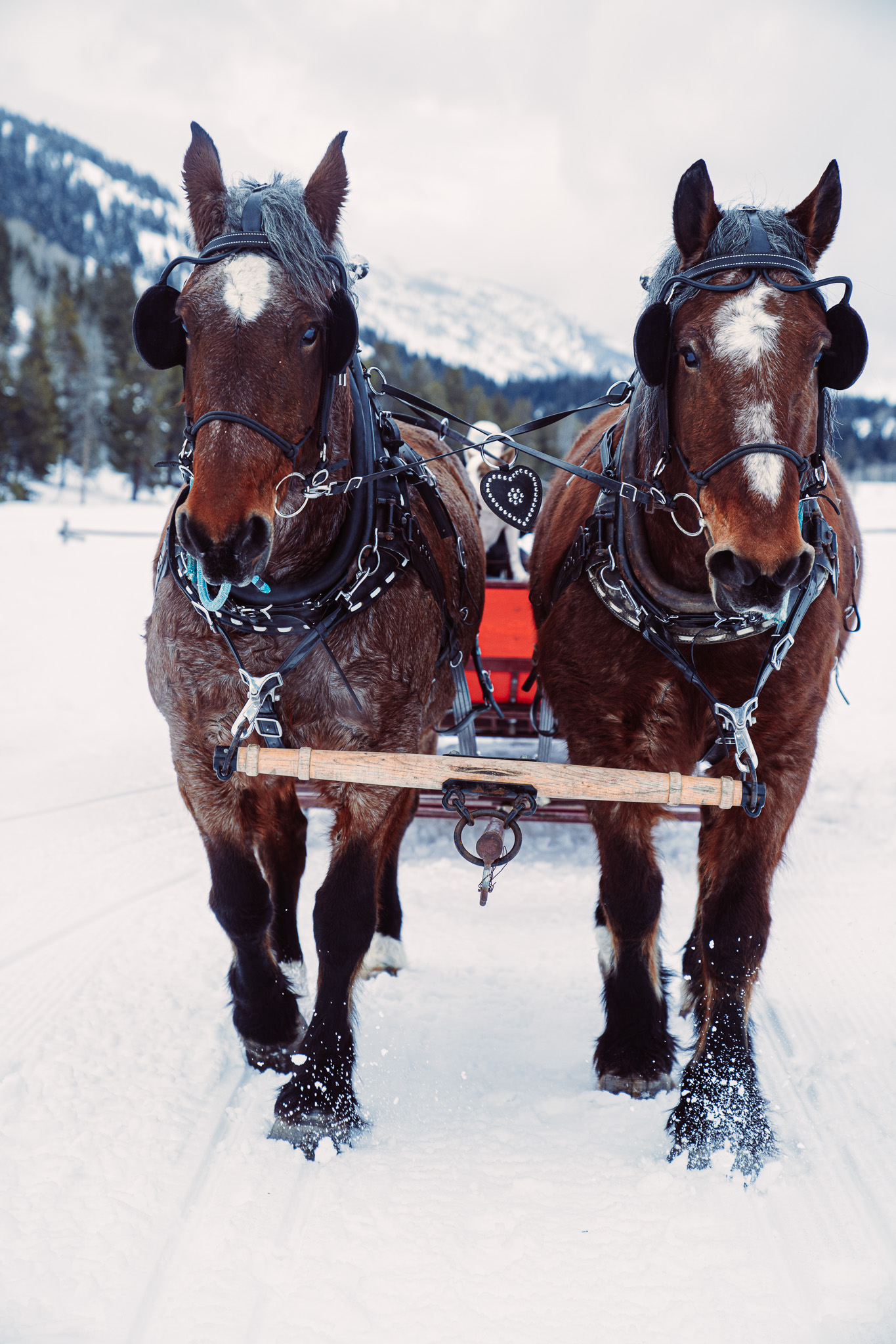 Sleigh Ride to Snake River Ranch image