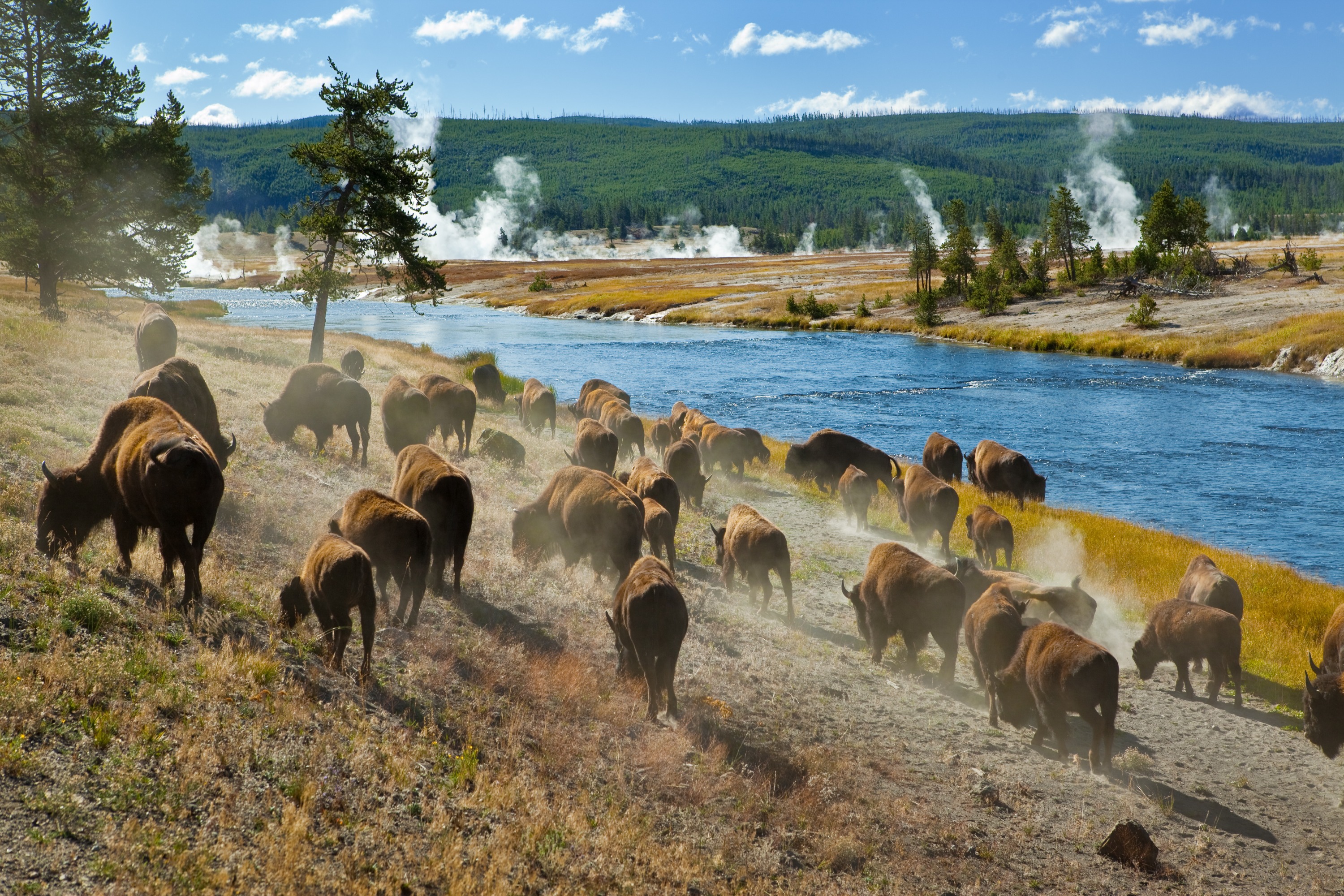 Yellowstone Day Tour From Jackson image