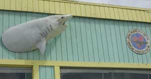 Shark Lab The Bahamas