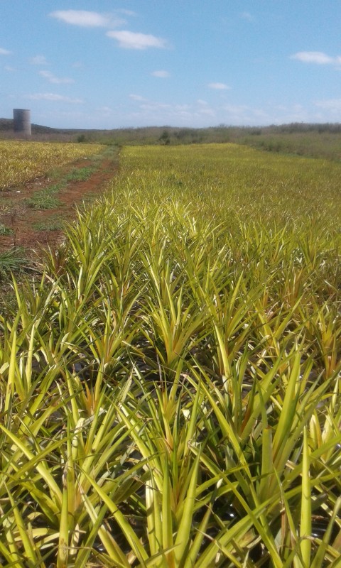 Eleuthera Pineapple Farm Tour The Bahamas