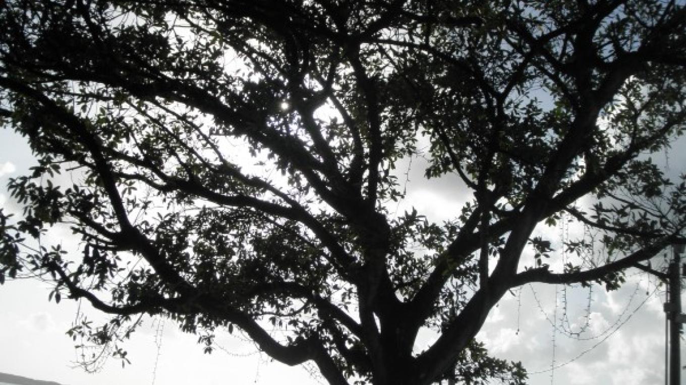 The Fig Tree Park The Bahamas