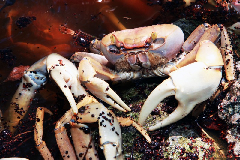 All Andros Crab Fest The Bahamas