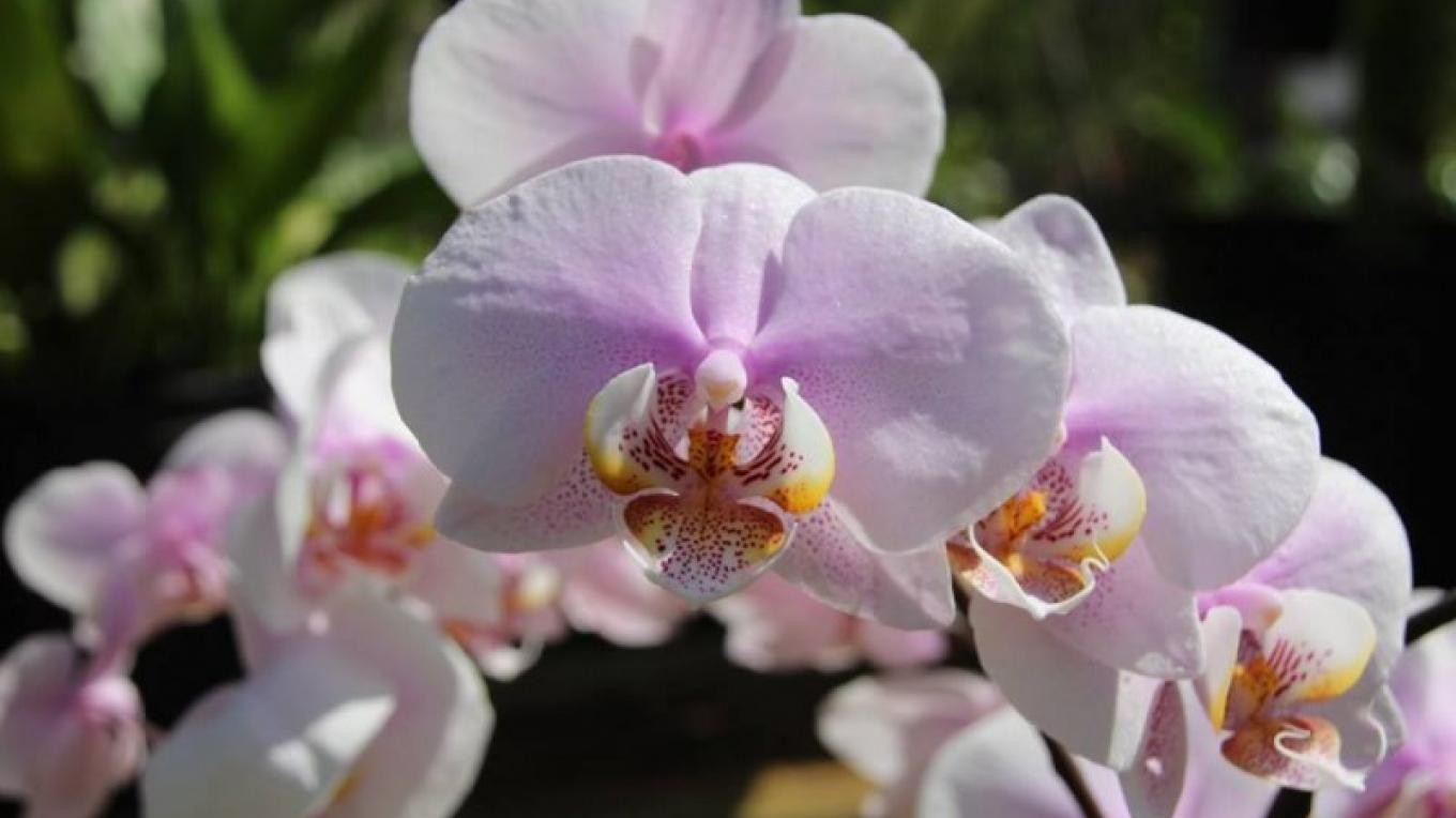 Awesome Blossom Nursery and Garden The Bahamas