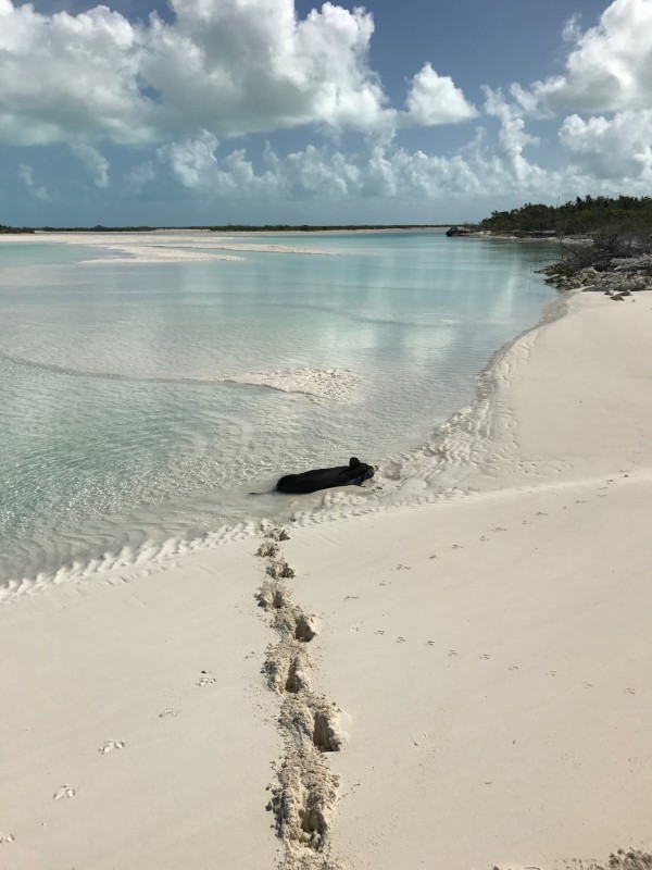 Long Island Bahamas Boat Rentals and Tours The Bahamas