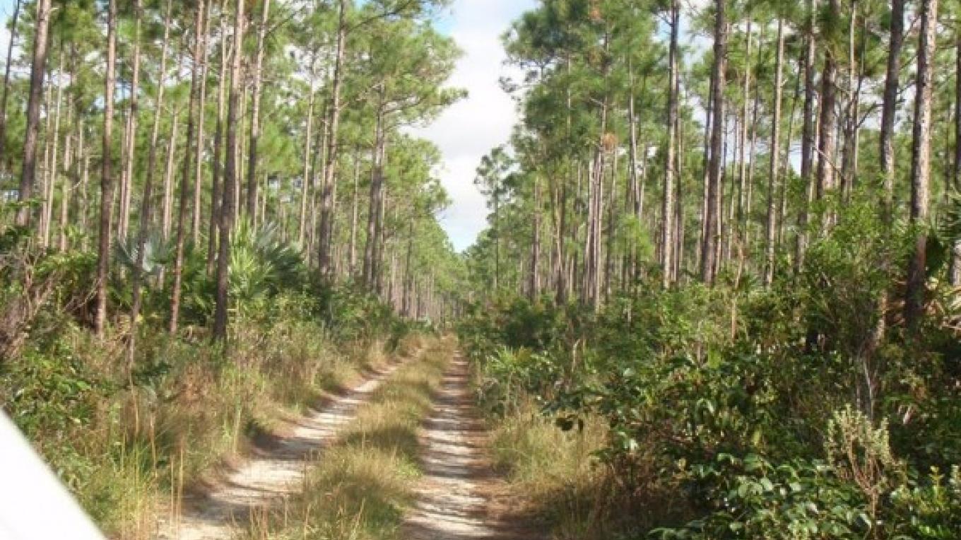 Owenstown Important Bird Area (IBA) The Bahamas