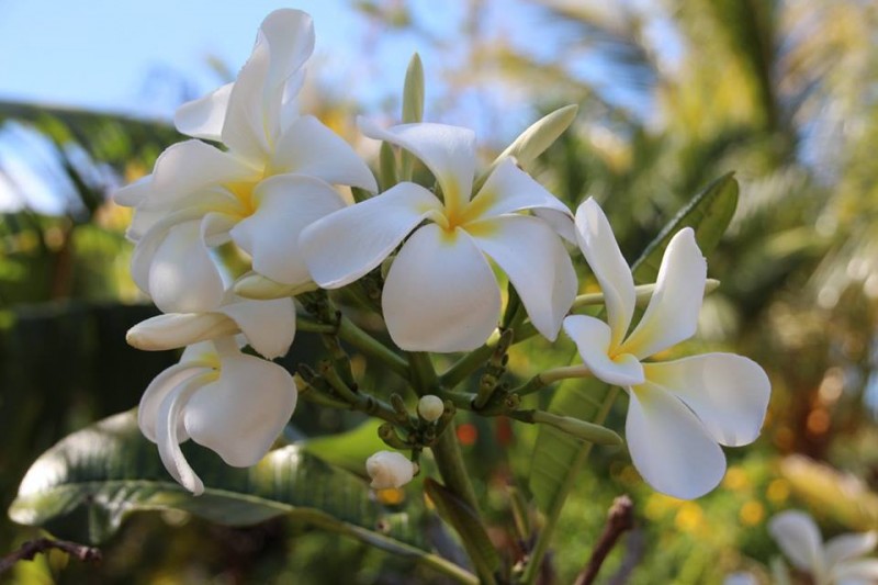 Awesome Blossom Nursery and Garden The Bahamas