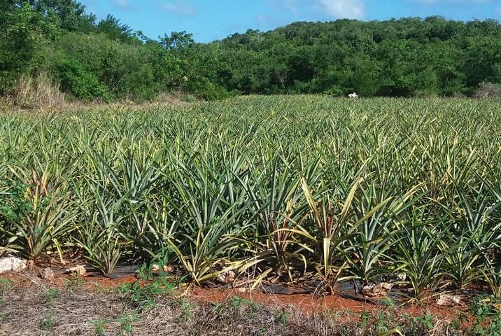 Eleuthera Pineapple Farm Tour The Bahamas