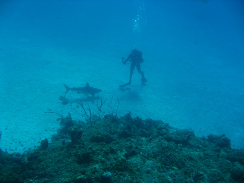 Miller's Dive Shop Dive Sites The Bahamas