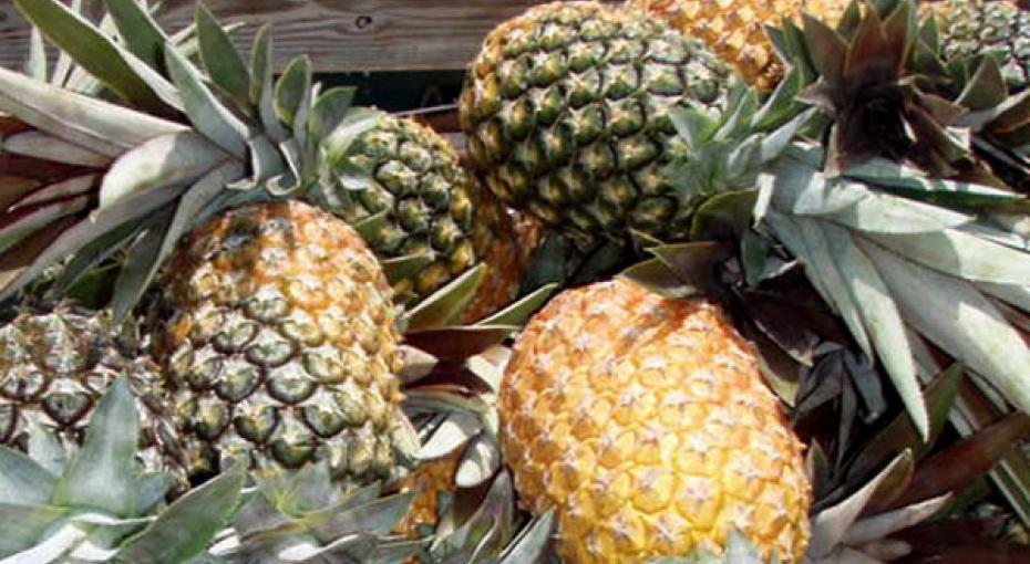 Pineapple Festival The Bahamas