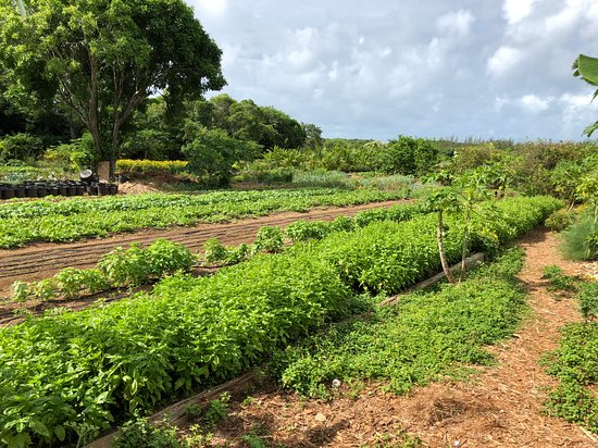 The Island Farm The Bahamas