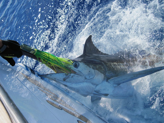 Abaco Anglers Fishing Tournament The Bahamas