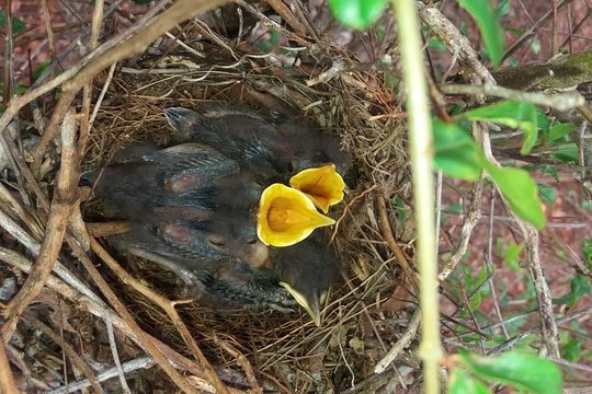 Eleuthera Pineapple Farm Tour The Bahamas