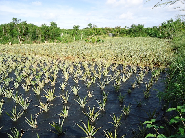 The Pineapple Fields of Gregory Town The Bahamas