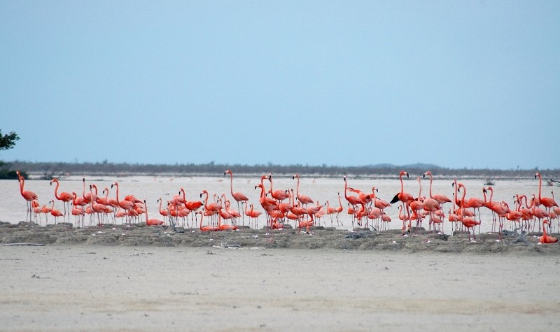 Inagua National Park | The Bahamas