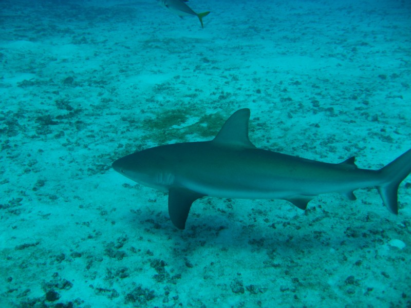 Miller's Dive Shop Dive Sites The Bahamas