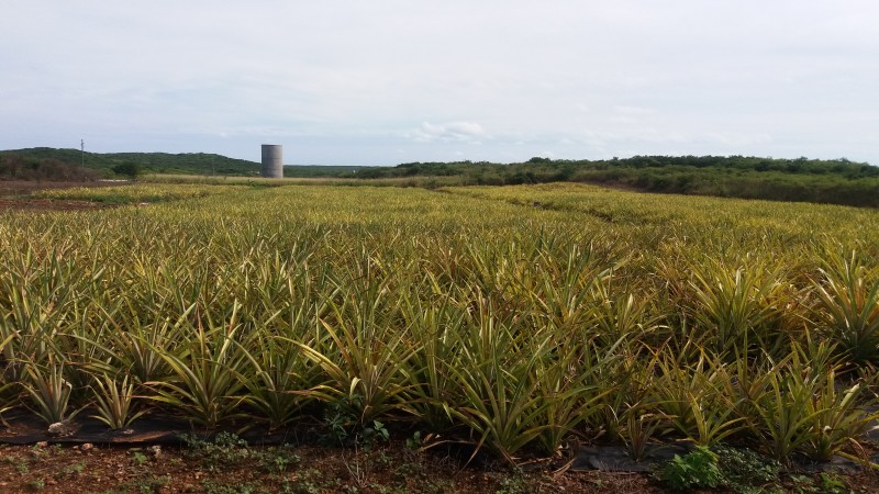 Eleuthera Pineapple Farm Tour The Bahamas