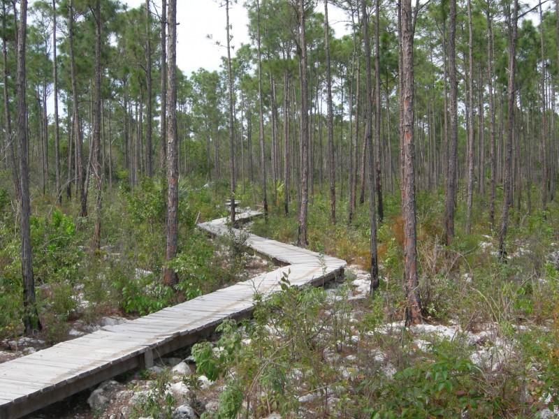 Rockland Pine Forest | The Bahamas