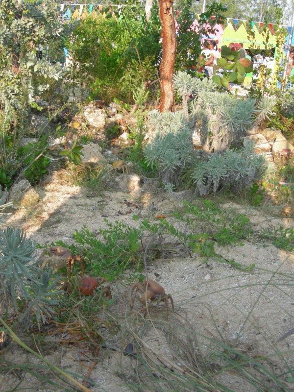 All Andros Crab Fest The Bahamas