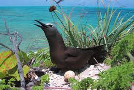 Tee Cay, Goat Cay and Long Rocks Important Bird Area (IBA) The Bahamas