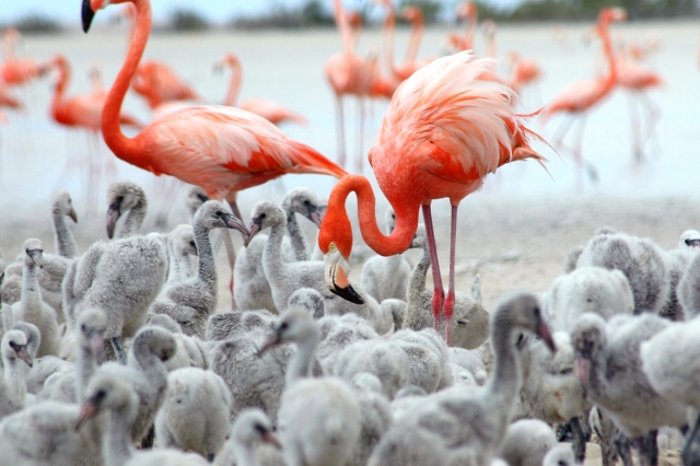 Inagua National Park | The Bahamas