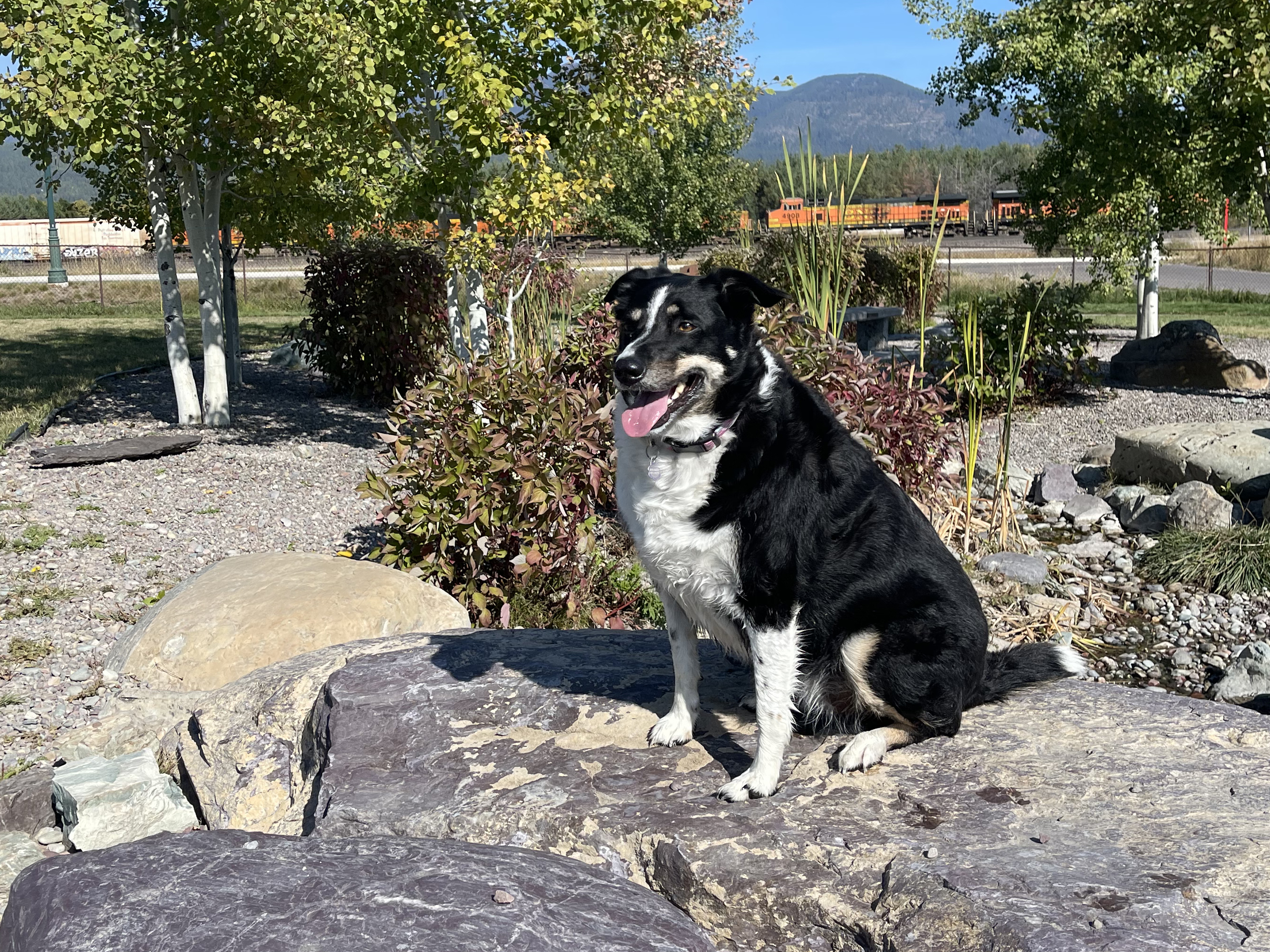 Whitefish Dog Park, Millie Tedesco