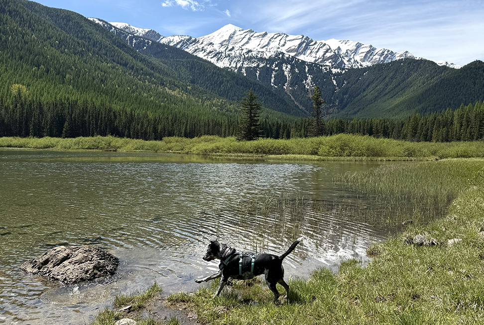 Stanton Lake, Sophie & Goose